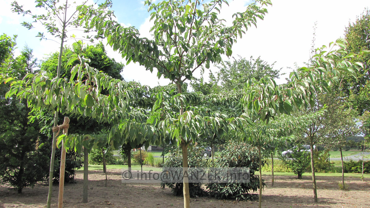 Cornus controversa - Hochstamm 4.JPG
